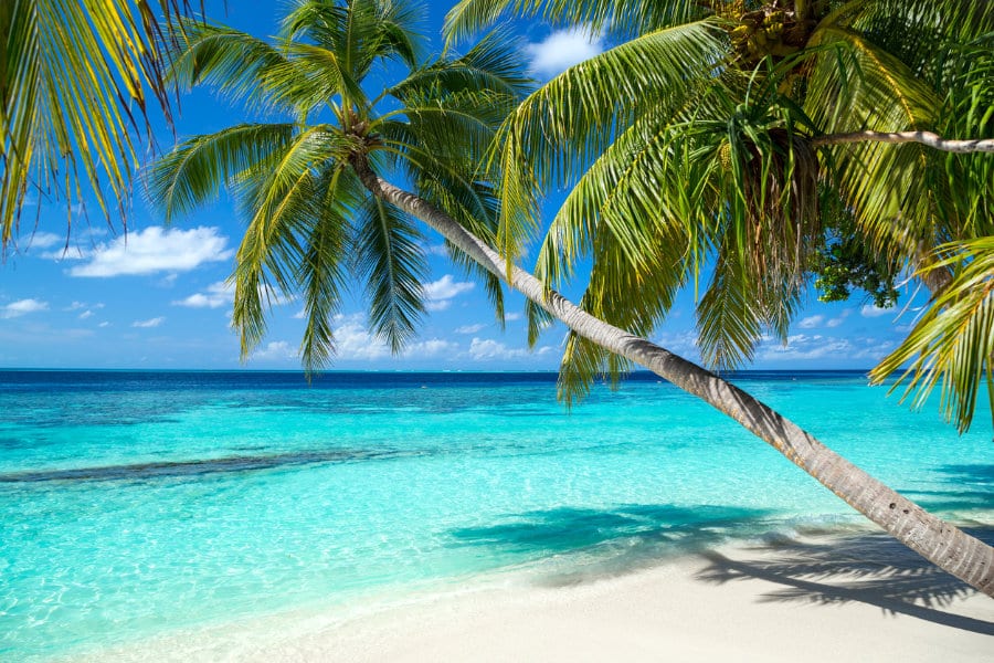 Ein paradiesischer Strand mit weissem SAnd und Palmen. Es handelt sich um das Kategoriebild Strandurlaub.